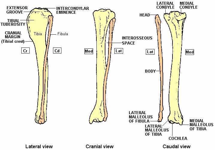 Tibia and Fibula: Tibia shin bone, on the right Third bone to make up the knee