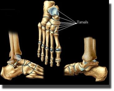 TARSALS: Small bones in the foot,
