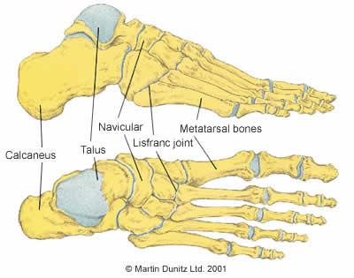 Metatarsals and Phalanges: Metatarsals are the bones