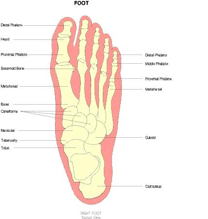 Phalanges toes Two phalanges on the big toe, and