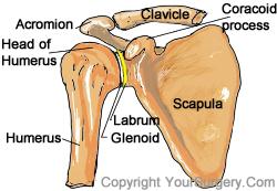 CLAVICLE: This is your collarbone This is in constant movement