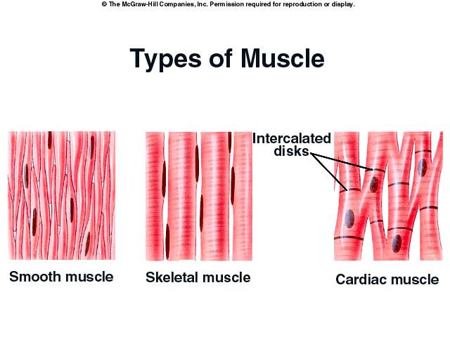 2. Muscle Tissue which is divided into three types: skeletal which moves parts of the skeleton, cardiac