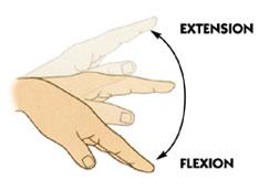 Terms of movement Flexion: Decrease the angle formed by bones of the joint Extension: Increasing