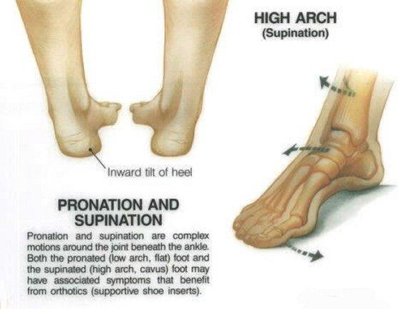 Terms of movement Supination: