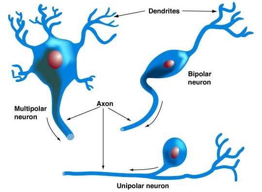 3. Nervous Tissue divided into neurons, which conduct impulses involving the brain, the spinal cord, spinal