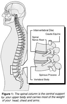 2. Cartilaginous Joints: Example: Intervertebral discs Slight movement occurs, absorbs shock Fibro-cartilage, or dense connective tissue, occupies the space between the