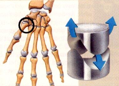 e. Saddle joint: Movement in two planes of motion.