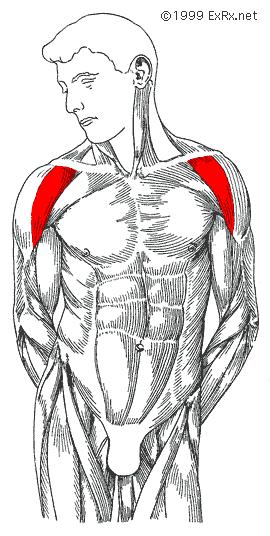 Anterior: The front of the body or structure.