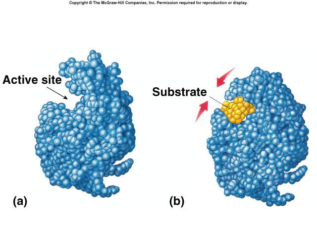 Induced fit model More accurate model of enzyme action u 3-D structure of enzyme fits substrate u substrate binding cause