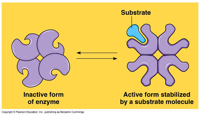 Cooperativity Substrate acts as an activator u substrate causes conformational change in enzyme induced fit u favors binding of substrate at 2 nd