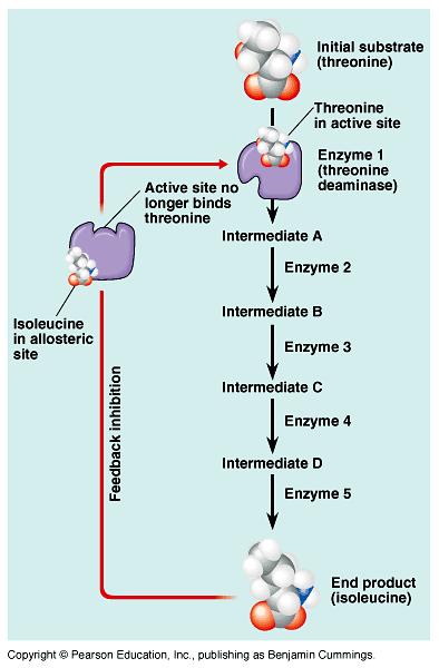 Feedback inhibition Example u synthesis of amino acid, isoleucine from amino acid, threonine u isoleucine becomes the allosteric