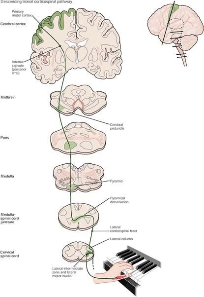 Corticospinal Tract Originates in the motor cortex (cortico) and terminates in the anterior horn cells of the spinal cord Passes through the internal capsule, down through the pons and midbrain