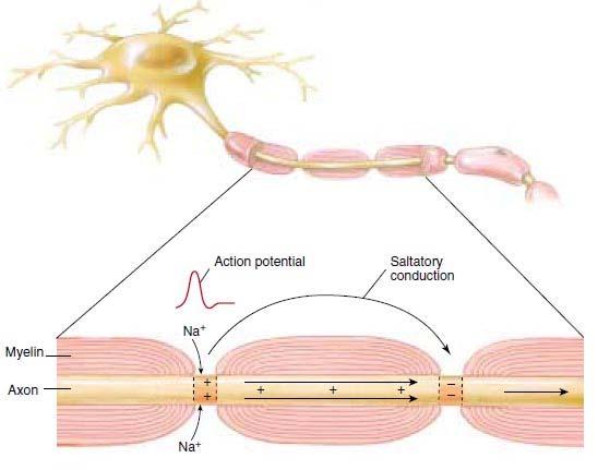 Action Potential 2 Propagation Action potentials travel along an axon by saltatory conduction Gaps in the myelin sheath form nodes of Ranvier along the axon