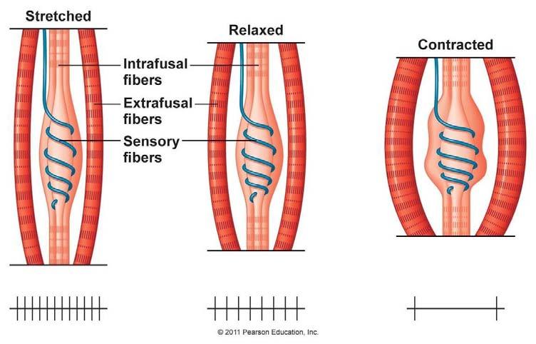 Muscle Spindle Muscle mechanoreceptors that detect stretching of muscle fibres Composed of intrafusal fibres that run in