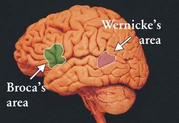 Broca s and Wernicke s areas speech and language Broca s : frontal