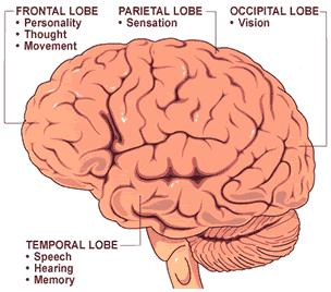 3) Occipital lobe - primary visual cortex 4) Temporal Lobe - primary auditory