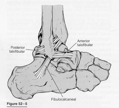 Ankle Anatomy: