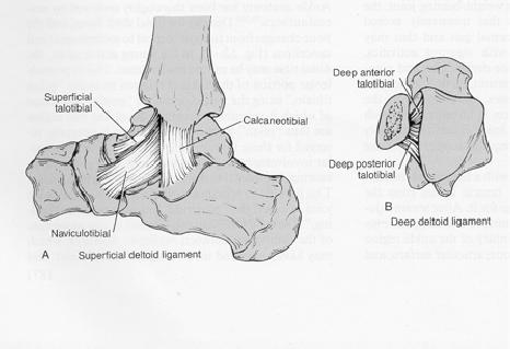 ligaments  Medial