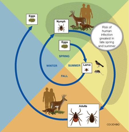 3-host Tick Life-Cycle BCCDC Public