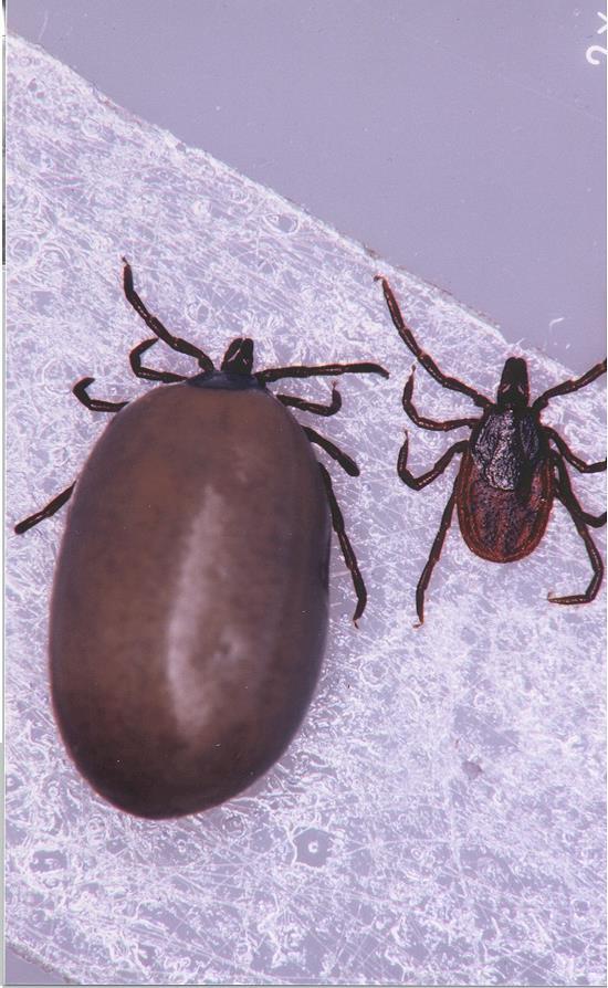 Left: Adult female Ixodes pacificus after blood meal