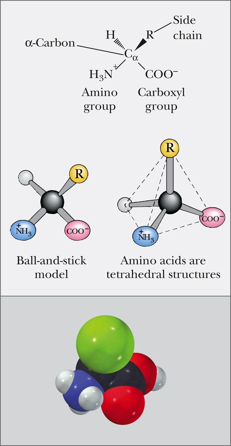3.1 Amino Acids and Peptides General structure - Only 20 amino-acids are