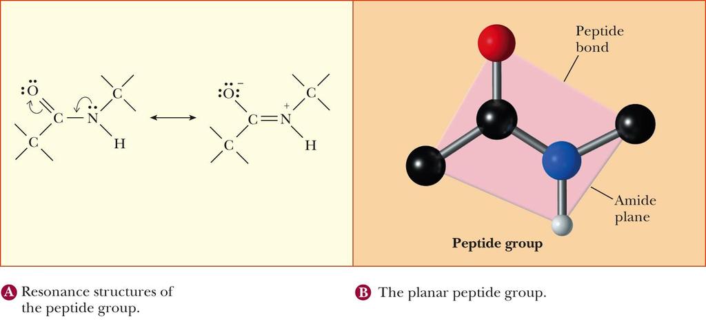 3.4 The Peptide Bond Resonance structures - Structures that differ from one another only in the positioning of electrons -