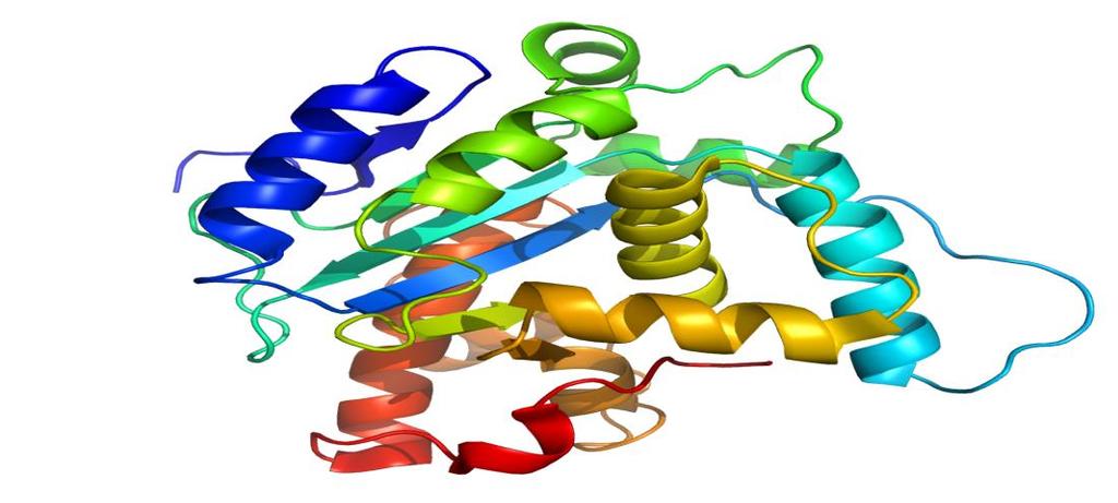 Proteins monomer amino acids polymer