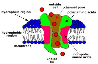 Classification according to polarity Polar Non polar Occur on the surface of the proteins Buried in the