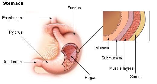 Stomach (Image source: https://en.wikipedia.