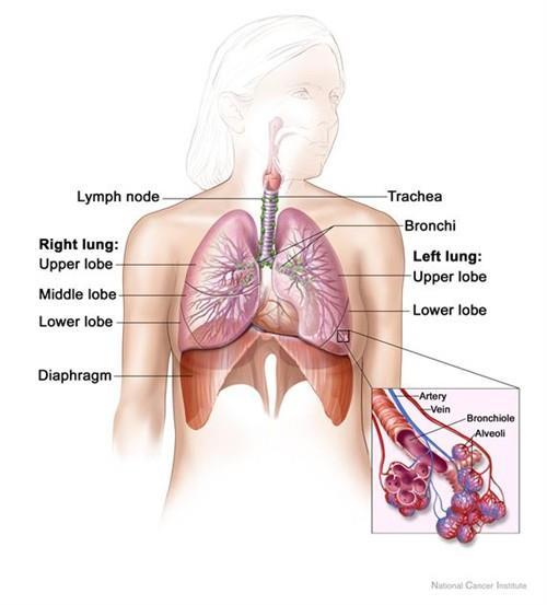 Lung (Image source: https://commons.wikimedia.