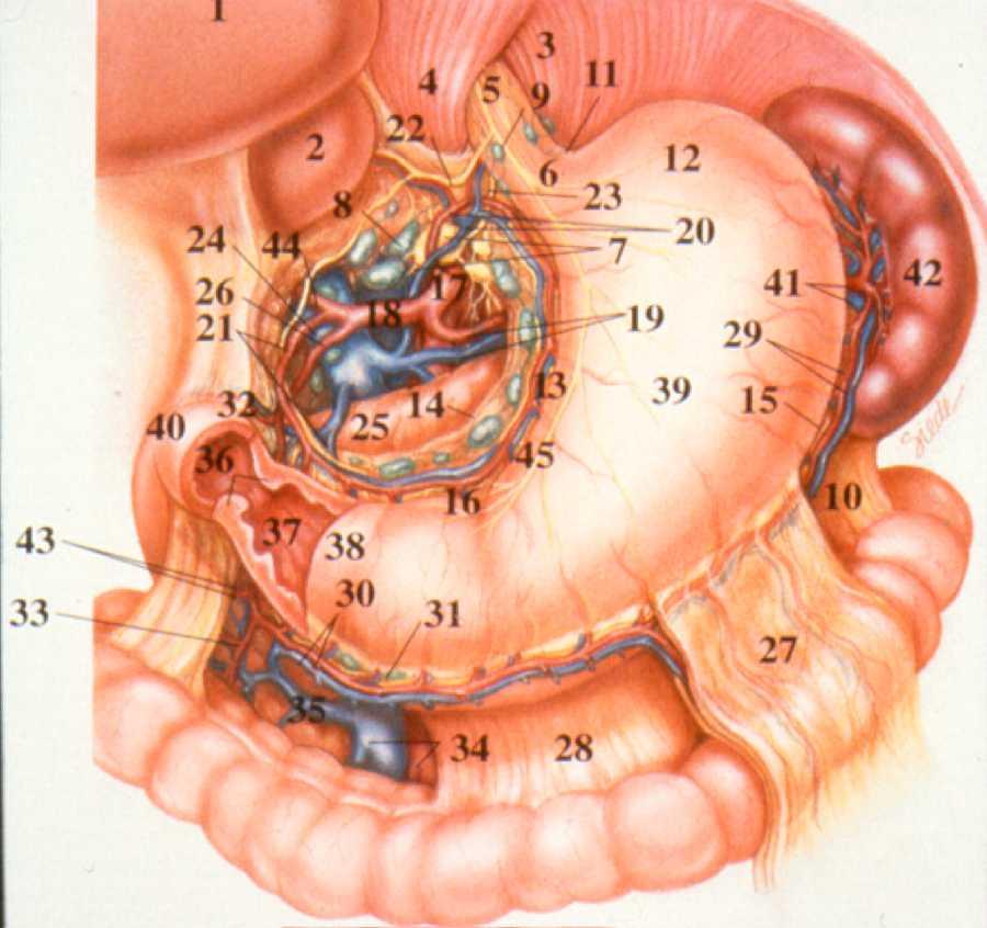 Supine Abdominal Phase Gastric Tube