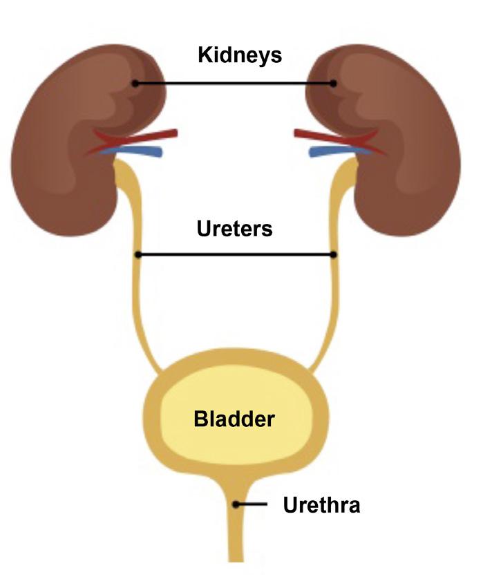 HOW DOES THE BLADDER WORK?