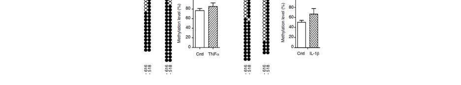 Supplementary Figure 5. Inflammatory cytokines do not influence R1 DNA methylation. Differentiated 3T3-L1 cells were incubated with or without 10 ng/ml TNF or 10 ng/ml IL-1 for 24 h.