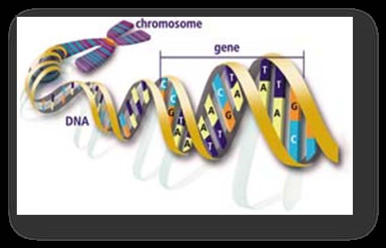 Gene sequence