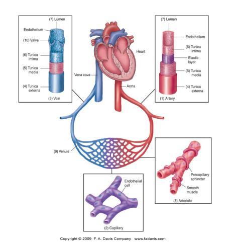 Cardiovascular Disorders (Part B-1) Module 5 -Chapter 8 Overview Heart