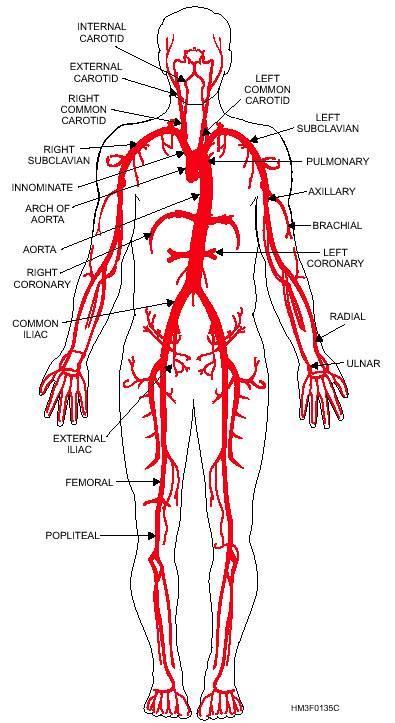 The arterial system - high pressure - constant