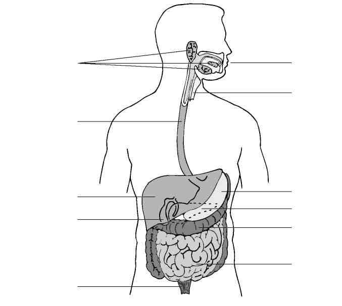 4. Label the drawing of the digestive system with the following structures: mouth, esophagus, stomach, liver, small intestine, and large intestine.