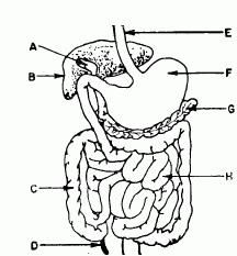 MULTIPLE CHOICE QUESTIONS: 12. The main function of the human digestive system is to A. break down foods for absorption into blood C. release energy from sugars within the cells B.
