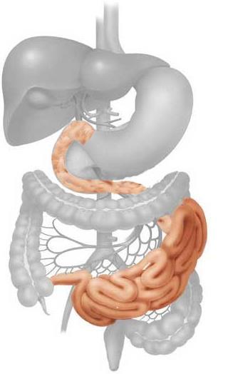 Small Intestine Muscular tube 5-6m long Functions