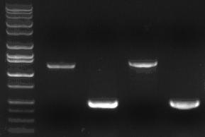 Troubleshooting A. First Strand Synthesis Omni-Array Sense Strand mrna amplification kit Catalog No.