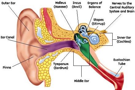 Surgery for Conductive Hearing Loss What is conductive hearing loss Conductive hearing loss is a form of hearing loss due to abnormalities in mobile portions of the ear.