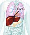 Hepatitis B (HBV) Symptoms Onset of symptoms may take one to nine months Initially similar to those of a