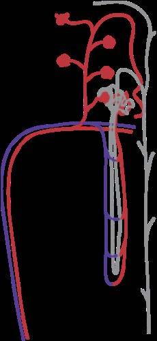 Cortex 70% O2 requirement 90% Blood supply S3 segment of PT Renal Blood Flow Ischemia Oxygen Demand Medulla 30% O2