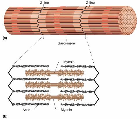 coiled together thick filaments myosin molecules Thin filaments: