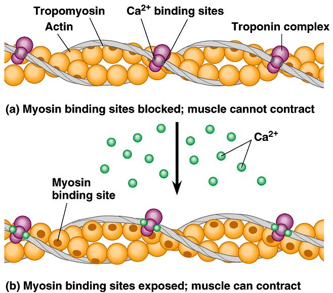 troponin complex shape change causes movement of tropomyosintroponin complex exposes actin s myosin-binding sites