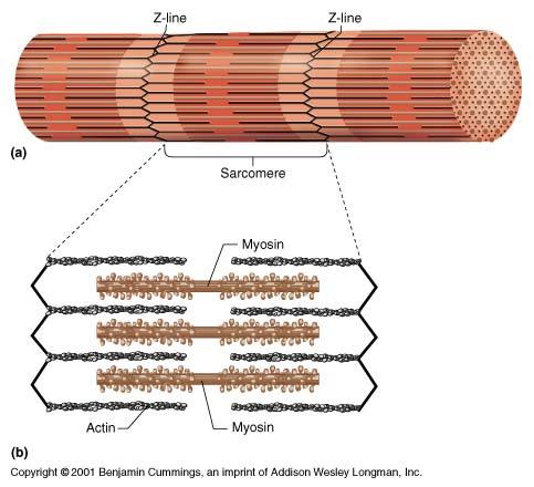 Muscle filaments & Sarcomere Interacting proteins thin filaments braided