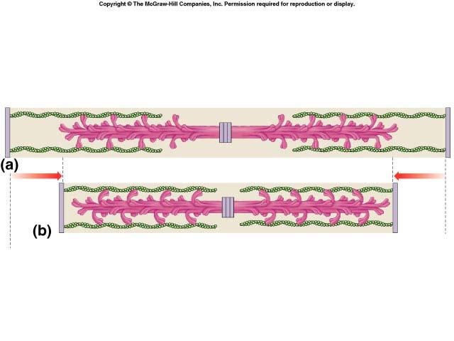 Interaction of thick & thin filaments Cross bridges formed between myosin heads