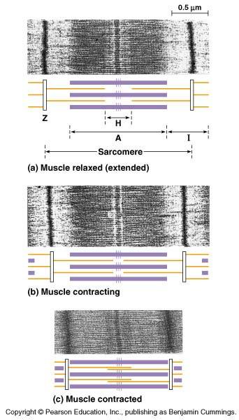 How a muscle works: closeup Myosin pulls actin chain along toward center of sarcomere Sarcomere