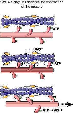 Sliding filament model Ratchet system myosin bonding with actin sliding thin & thick filaments past each other