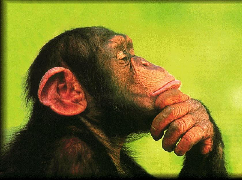 Chimps problem solving ability showed that they didn